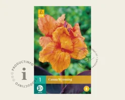 Canna 'Wyoming' - knol