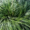 Carex caryophyllea 'The Beatles'