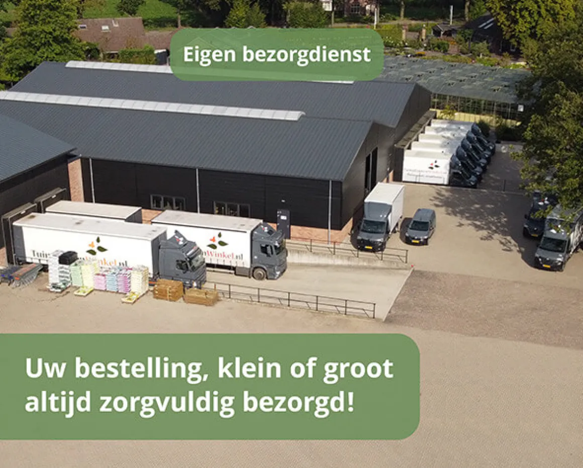 Carex comans 'Frosted Curls'