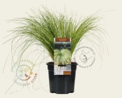 Carex comans 'Frosted Curls'