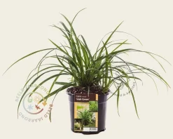Carex foliosissima 'Irish Green'