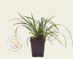 Carex foliosissima 'Irish Green'