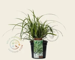 Carex morrowii 'Ice Dance'