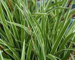 Carex morrowii 'Ice Dance'