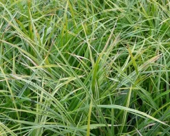 Carex morrowii 'Variegata'