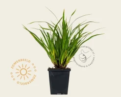 Carex morrowii 'Variegata'