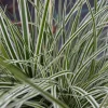 Carex oshimensis 'Everest'