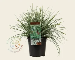 Carex oshimensis 'Everest'