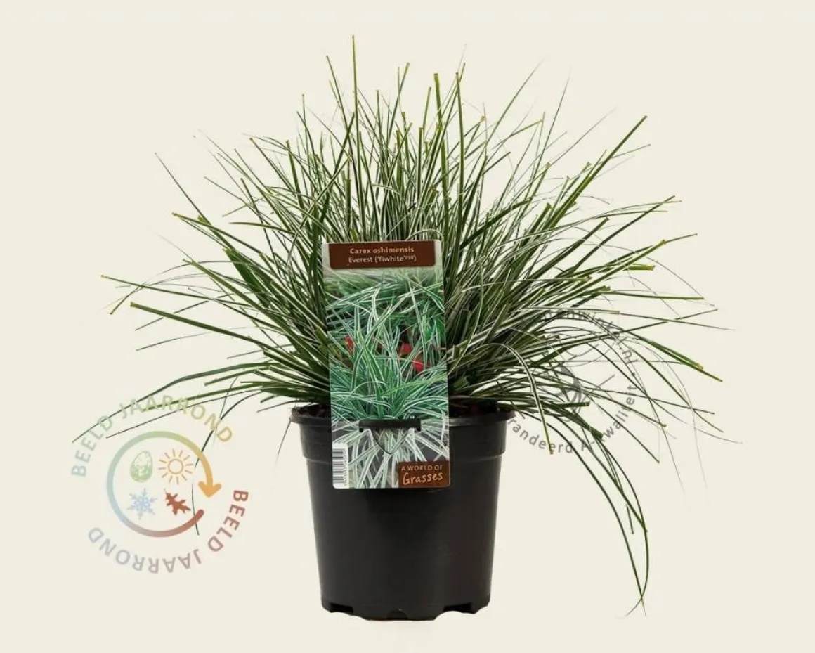 Carex oshimensis 'Everest'