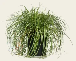 Carex oshimensis 'Evergold'