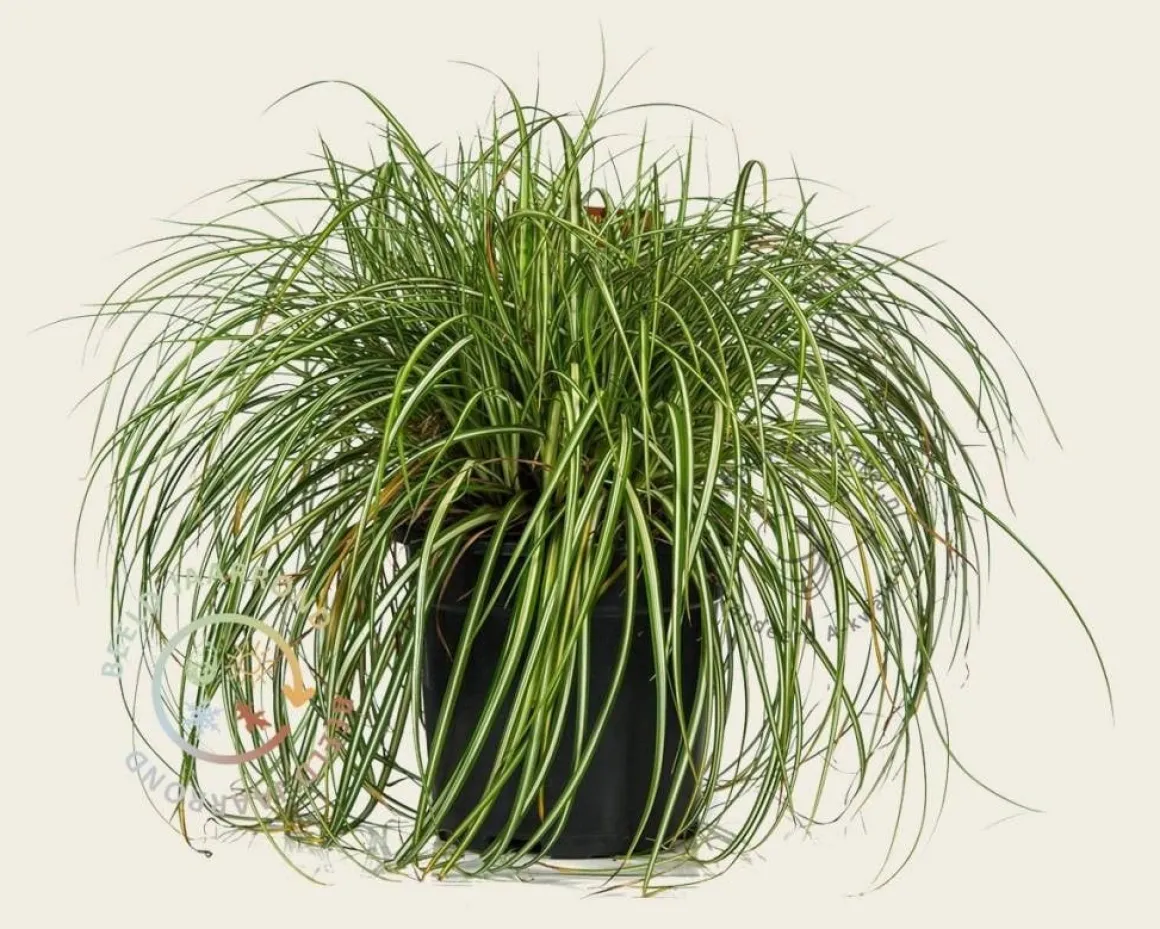 Carex oshimensis 'Evergold'