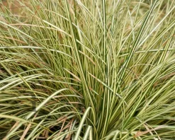 Carex oshimensis 'Evergold'