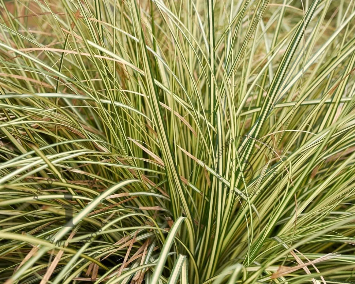 Carex oshimensis 'Evergold'