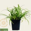 Carex sylvatica