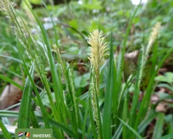 Carex sylvatica