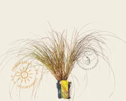 Carex tenuiculmis 'Cappuccino'