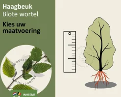 Carpinus betulus - blote wortel