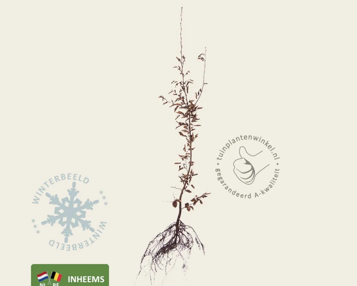 Carpinus betulus - blote wortel
