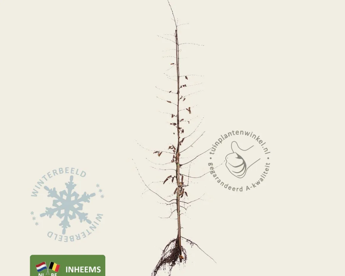 Carpinus betulus - blote wortel