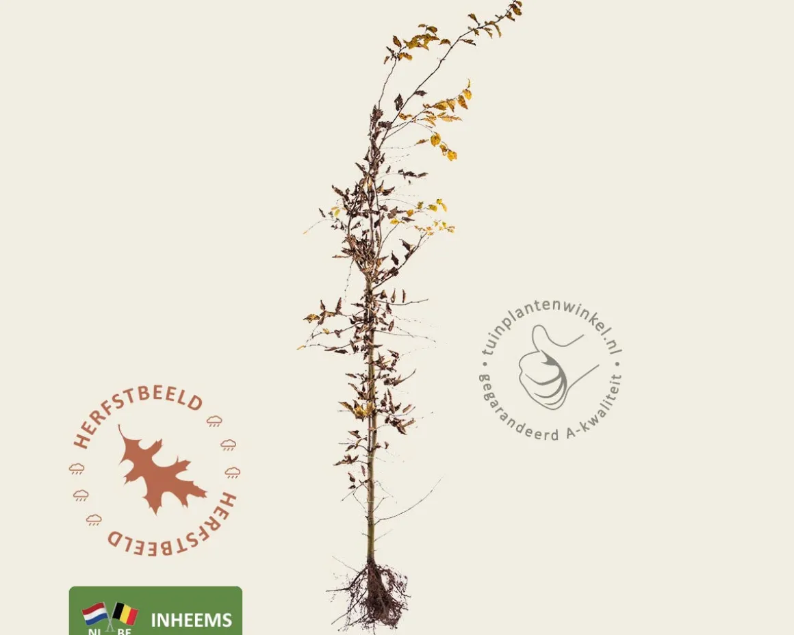 Carpinus betulus - blote wortel
