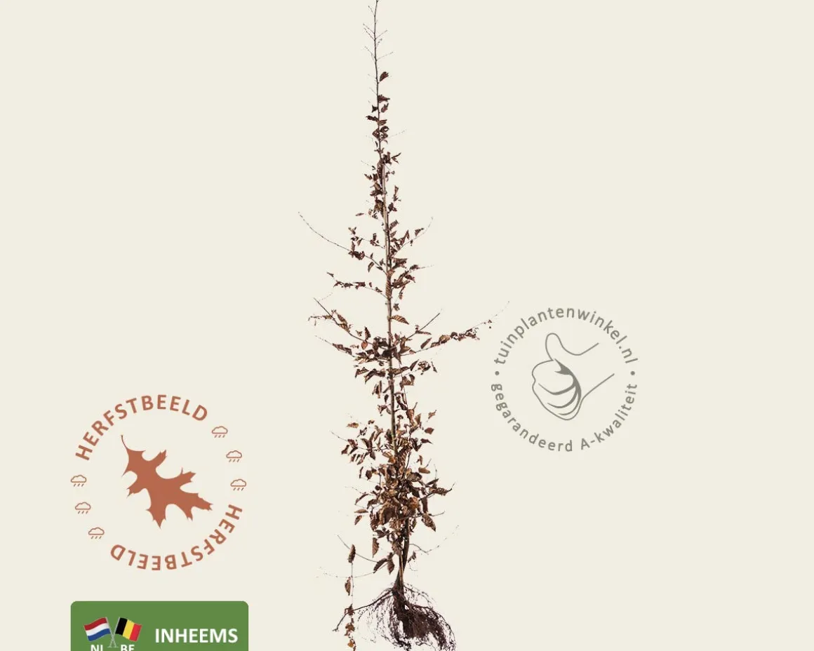 Carpinus betulus - blote wortel