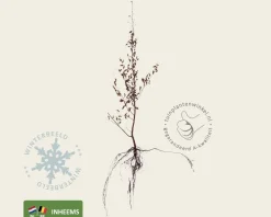 Carpinus betulus - blote wortel