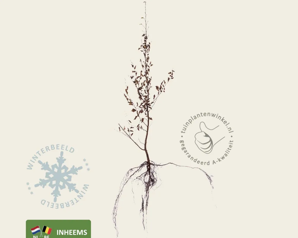 Carpinus betulus - blote wortel