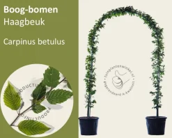 Carpinus betulus - Boogvorm set