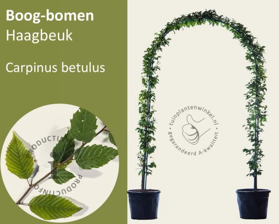 Carpinus betulus - Boogvorm set