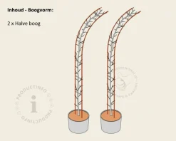 Carpinus betulus - Boogvorm set