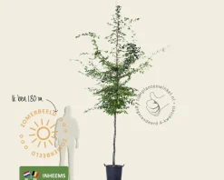 Carpinus betulus - hoogstam