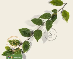 Carpinus betulus - hoogstam