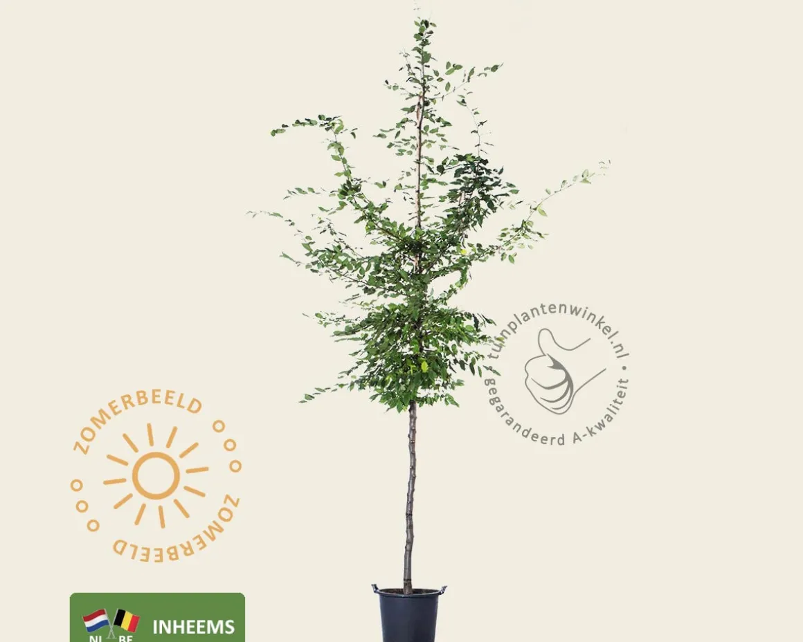 Carpinus betulus - hoogstam