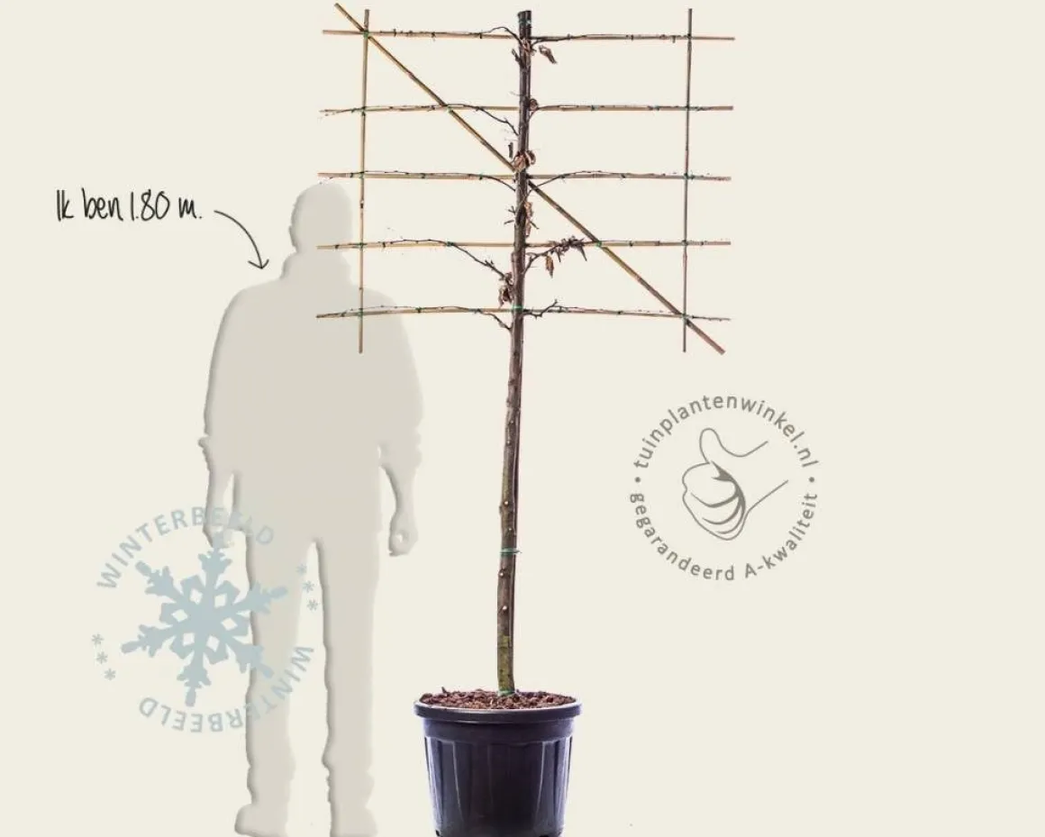 Carpinus betulus leiboom - Rek 120x90 cm