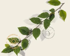 Carpinus betulus leiboom - Rek 120x90 cm