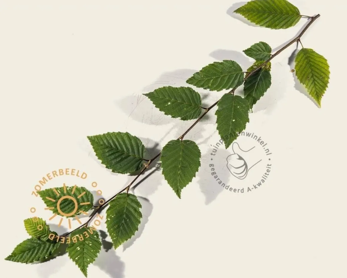 Carpinus betulus leiboom - Rek 120x90 cm