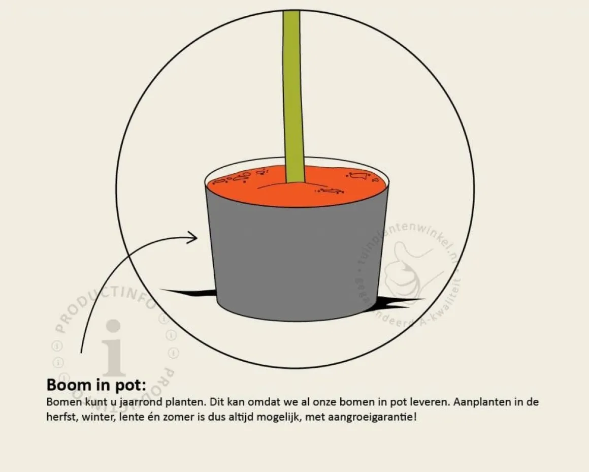 Carpinus betulus leiboom - Rek 120x90 cm