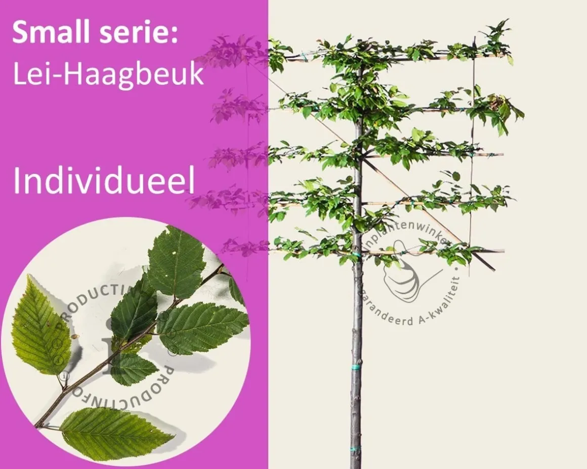 Carpinus betulus leiboom - Rek 120x90 cm