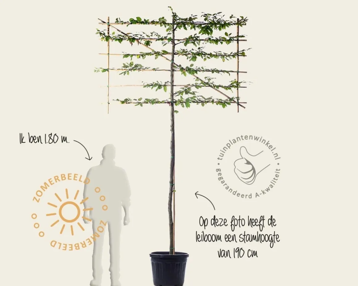 Carpinus betulus leiboom - Rek 180x110 cm