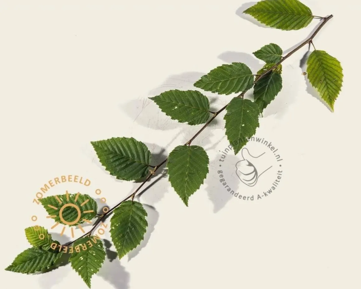 Carpinus betulus leiboom - Rek 180x110 cm