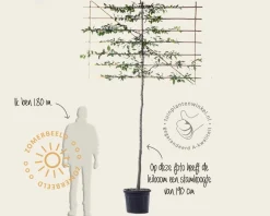 Carpinus betulus leiboom - Rek 200x130 cm