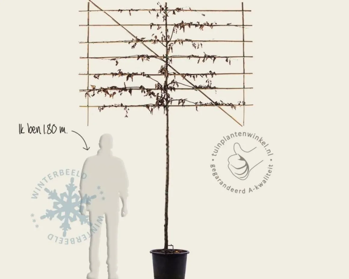 Carpinus betulus leiboom - Rek 200x130 cm