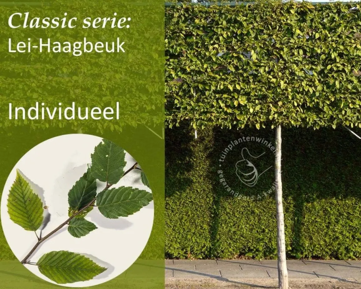 Carpinus betulus leiboom - Rek 200x130 cm