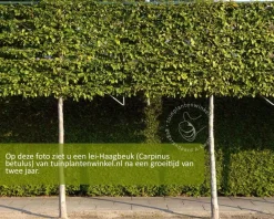Carpinus betulus leiboom - Rek 200x130 cm