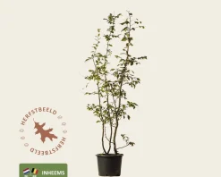 Carpinus betulus - meerstammig