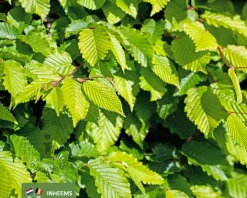 Carpinus betulus - meerstammig