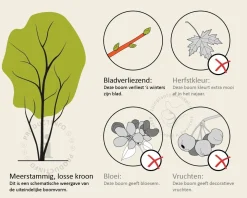 Carpinus betulus - meerstammig