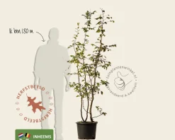 Carpinus betulus - meerstammig