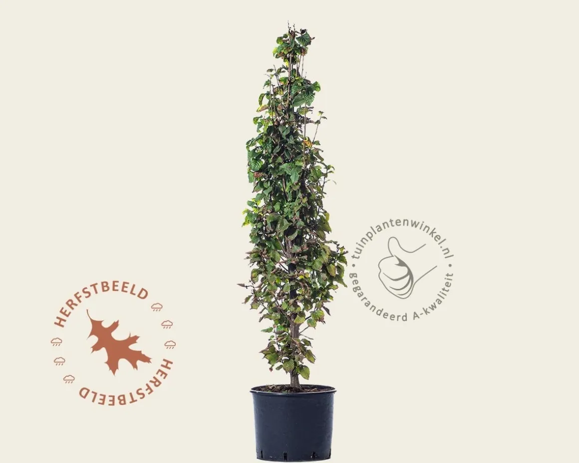 Carpinus betulus 'Monumentalis'