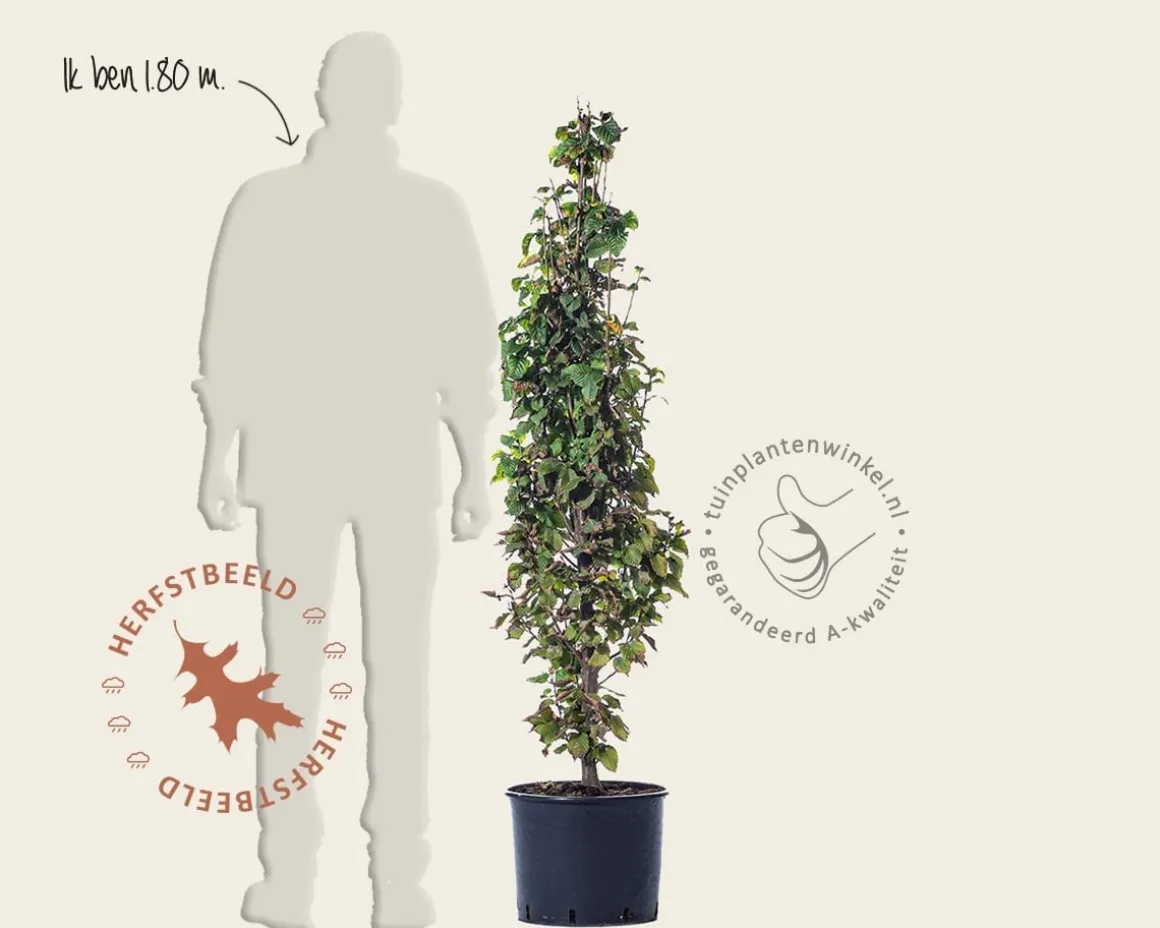 Carpinus betulus 'Monumentalis'